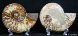 Inch Split Ammonite Pair #2619-1